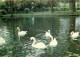 93 - Aulnay Sous Bois - Le Parc Municipal - Cygnes - CPM - Voir Scans Recto-Verso - Aulnay Sous Bois