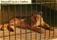 Animaux - Fauves - Lion - CPM - Voir Scans Recto-Verso - Leeuwen