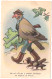 Illustrateur : à Identifier : Humoristiques : Chasseur Déguisé En Pigeon : Sport - Chasse : édit. M. D. Paris - N° 730 - 1900-1949