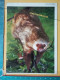 KOV 506-37 - Maned Sloth STICKER, AUTOCOLLANT - Autres & Non Classés