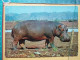 KOV 506-34 - HIPPOPOTAMUS, HIPPOPOTAME, NILPFERD - Hippopotamuses