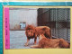 KOV 506-33 - LION, LEONESSA, LIONNE,, ZOO GARDEN ZAGREB, JARDIN ZOOLOGIQUE - Leeuwen