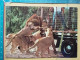 KOV 506-33 - LION, LEONESSA, LIONNE, AFRICA SAFARI, WARRAGAMBA - Lions