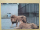 KOV 506-33 - LION, LEONESSA, LIONNE,, ZOO GARDEN ZAGREB, JARDIN ZOOLOGIQUE - Leeuwen