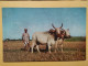 KOV 506-32 - BULL, TAUREAU, INDIA - Stieren