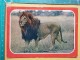 KOV 506-32 -  LION, LEON, , AFRICA, TANZANIA - Lions