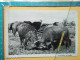 KOV 506-31 - BULL, TAUREAU, BUFFLES - Bull