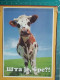 KOV 506-31 - COW, VACHE  - Vaches