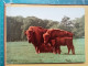 KOV 506-31 - BISON, WOBURN PARK - Sonstige & Ohne Zuordnung