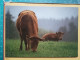 KOV 506-31 - COW, VACHE  - Vaches