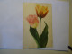 SWITZERLAND  POSTCARDS   1908 TERRIETET  POSTMARK AND STAMPS  TULIPS FLOWERS - Other & Unclassified