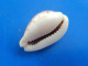 Cypraea Turdus Djibouti 25,3mm GEM N6 - Seashells & Snail-shells