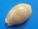 Cypraea Cinerea Martinique (Le Prêcheur) 23,8mm F+++ N48 - Seashells & Snail-shells
