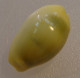 Cypraea Moneta Océan Indien (Rodrigues) 19,1mm GEM N22 - Coquillages