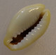 Cypraea Moneta Océan Indien (Rodrigues) 19,1mm GEM N22 - Seashells & Snail-shells