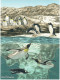 Singapore Postcard Bird Paradise Penguin - Birds