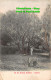 R419955 Durban. In The Botanic Gardens. P. S. And C. Box 1205. 1911 - World