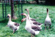 Animaux - Photo 15.2 X 10.0 - Petite Troupe D Oies Cendrées - Vögel