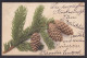 Cones ... / Year 1902 / Long Line Postcard Circulated, 2 Scans - Other & Unclassified