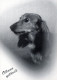 DOG Animals Vintage Postcard CPSM #PAN972.A - Hunde