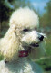 DOG Animals Vintage Postcard CPSM #PAN897.A - Chiens