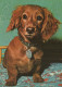 HUND Tier Vintage Ansichtskarte Postkarte CPSM #PAN801.A - Chiens