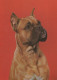 HUND Tier Vintage Ansichtskarte Postkarte CPSM #PAN831.A - Hunde