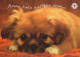 DOG Animals Vintage Postcard CPSM #PAN712.A - Perros