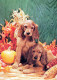 DOG Animals Vintage Postcard CPSM #PAN482.A - Perros