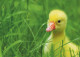 OISEAU Animaux Vintage Carte Postale CPSM #PAN365.A - Oiseaux