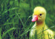 OISEAU Animaux Vintage Carte Postale CPSM #PAN365.A - Pájaros