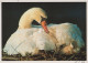 BIRD Animals Vintage Postcard CPSM #PAN362.A - Birds