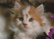 CAT KITTY Animals Vintage Postcard CPSM #PAM361.A - Gatos