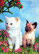 CAT KITTY Animals Vintage Postcard CPSM #PAM316.A - Chats