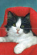 KATZE MIEZEKATZE Tier Vintage Ansichtskarte Postkarte CPSM #PAM170.A - Chats