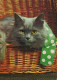 GATO GATITO Animales Vintage Tarjeta Postal CPSM #PAM117.A - Katzen