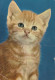 GATTO KITTY Animale Vintage Cartolina CPSM #PAM088.A - Katzen