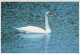 OISEAU Animaux Vintage Carte Postale CPSM #PBR727.A - Oiseaux