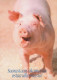 PIGS Tier Vintage Ansichtskarte Postkarte CPSM #PBR763.A - Pigs