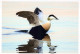 PÁJARO Animales Vintage Tarjeta Postal CPSM #PBR440.A - Oiseaux