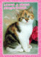 KATZE MIEZEKATZE Tier Vintage Ansichtskarte Postkarte CPSM #PBQ987.A - Cats