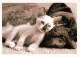 CHAT CHAT Animaux Vintage Carte Postale CPSM #PBR022.A - Cats
