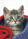 CAT KITTY Animals Vintage Postcard CPSM #PBQ753.A - Cats