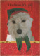 CANE Animale Vintage Cartolina CPSM #PBQ700.A - Chiens