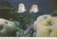 PESCE Animale Vintage Cartolina CPSM #PBS887.A - Pescados Y Crustáceos
