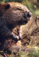 OTTER Animals Vintage Postcard CPSM #PBS900.A - Other & Unclassified