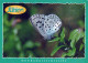 BUTTERFLIES Animals Vintage Postcard CPSM #PBS435.A - Papillons