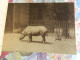 ANVERS  : LOT DES  CARNETS 1/2/3/4  DE 40 CARTES POSTALES   DU ZOO D'ANVERS - Antwerpen