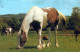 HORSE Animals Vintage Postcard CPA #PKE881.A - Horses