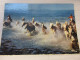 CP CARTE POSTALE GARD CAMARGUE CHEVAUCHEE En CAMARGUE - Ecrite                    - Altri & Non Classificati